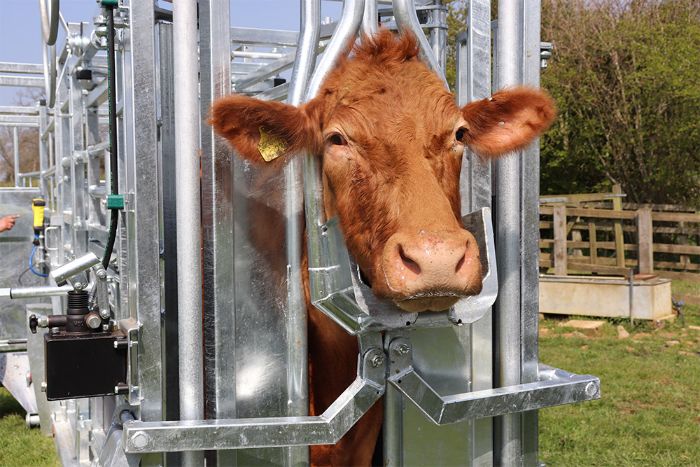 LM Bateman Cattle Crush